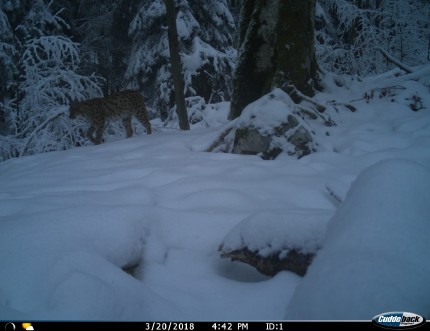 Figure 4: Photo of lynx taken 20.3.2018 at camera trapping site 1, LPN Kočevska Reka 