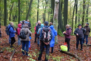 3rd Thematic Work Package: Development of an exemplary European Beech Forest Quality Standard and Certification System