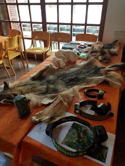 Photo: Large carnivore biological materials, radio collars (bottom right) and a photo trap (bottom left) were presented to the children. Photo: Maja Sever, 3Lynx 