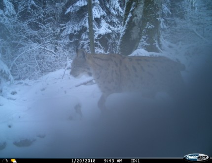 Figure 3: Photo of lynx, taken 20.1.2018 at camera trapping site 1, LPN Kočevska Reka 