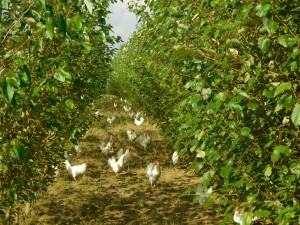 AGROFORESTRY: ADAPTING TO CHANGE
