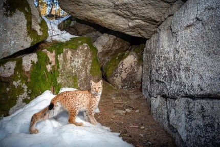 Young lynx, Photo by Vladimir Cech jr. 