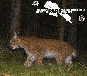 Young lynx who came from Sumava to Brdy 