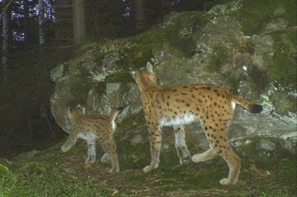 Luchsin mit Jungtier - dokumentiert in Ostbayern durch eine automatische Wildtierkamera (Quelle: Luchsprojekt Bayern) 