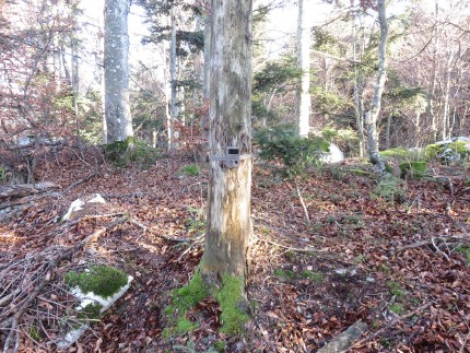 Figure 2: Camera trap, set to take photos of lynx.  